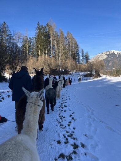Eine Gruppe von Menschen führt Lamas durch eine verschneite Landschaft. Im Hintergrund sind Bäume und Berge zu sehen, unter einem klaren blauen Himmel. | © Alpakas, Lamas und Rentiere zum Grünen See