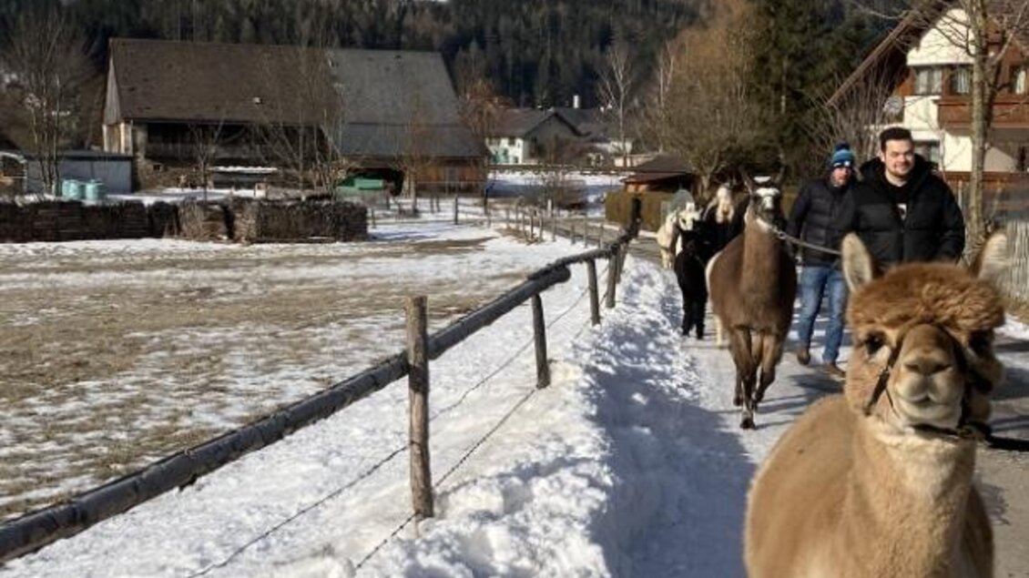 Eine Gruppe von Lamas und Menschen geht einen schneebedeckten Weg entlang. Im Hintergrund sind Berge und traditionelle Häuser zu sehen. | © Alpakas, Lamas und Rentiere zum Grünen See