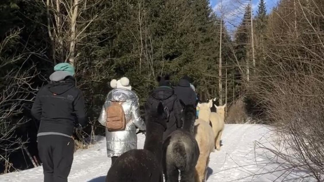 Eine Gruppe von Personen geht mit Alpakas auf einem verschneiten Weg. Die Umgebung ist von hohen Bäumen und blauem Himmel umgeben. | © Alpakas, Lamas und Rentiere zum Grünen See