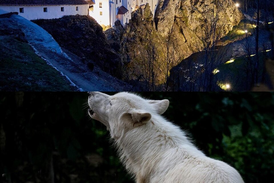Gartenschloss Herberstein und Tierwelt Herberstein bei Nacht.Vollmondfest mit Nachtaktive Exoten. | © Tierwelt und Gartenschloss Herberstein