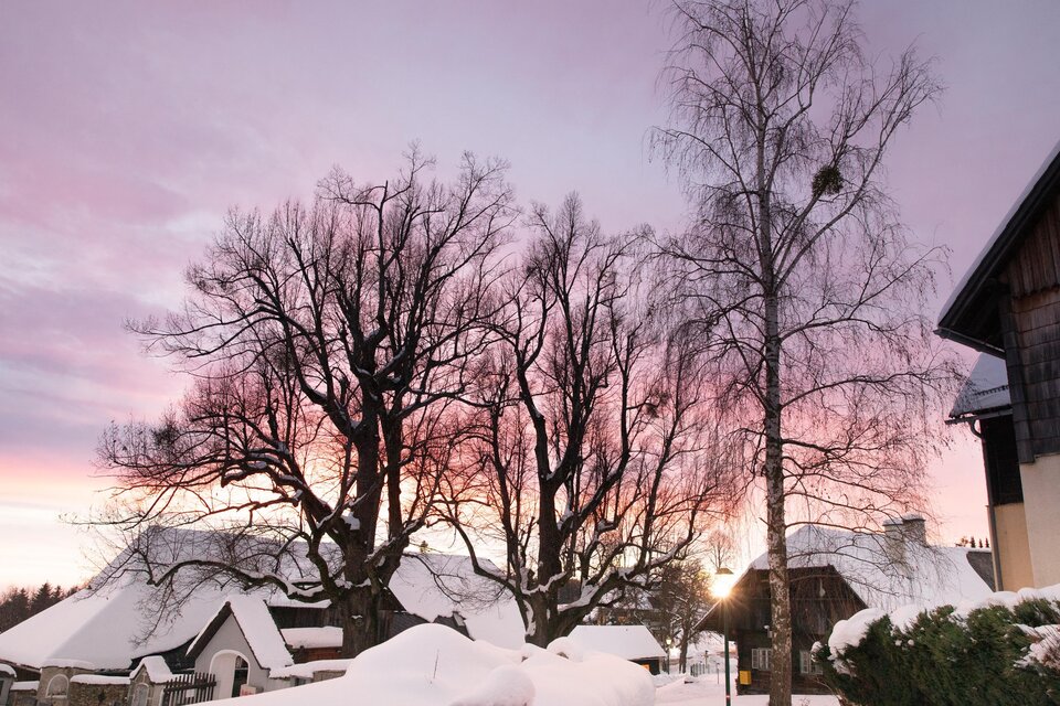Eine winterliche Landschaft mit schneebedeckten Häusern und großen Bäumen. Der Himmel ist in sanften Rosa- und lilafarbenen Tönen gefärbt. | © Lupi Spuma