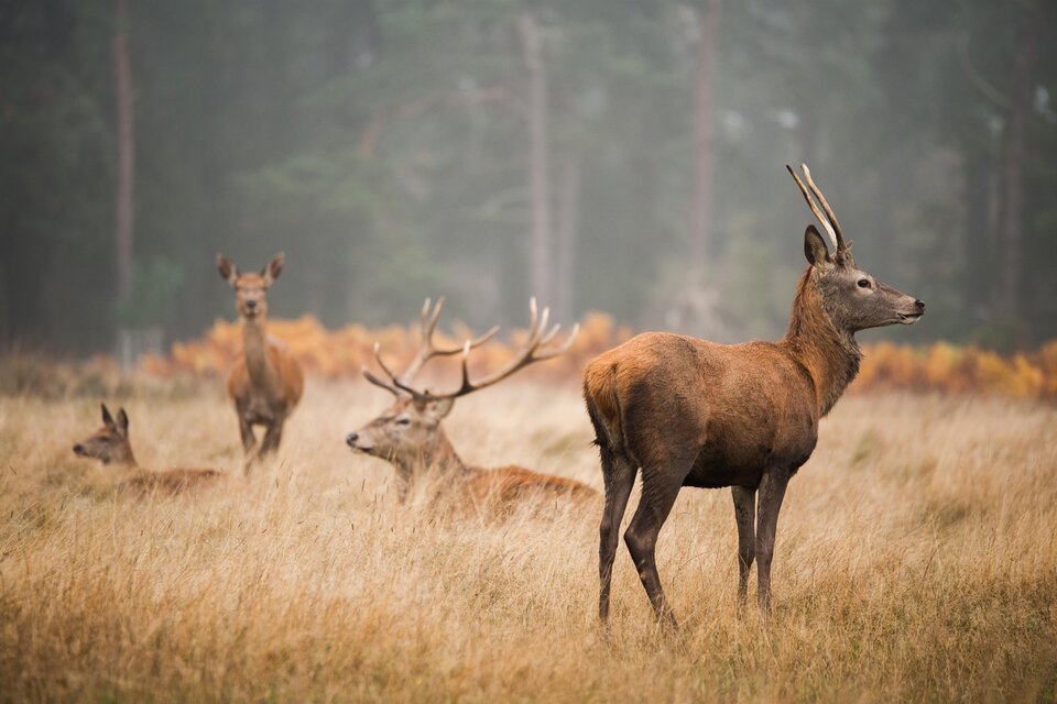 Eine Gruppe von Rehen steht auf einer grasbewachsenen Fläche. Im Hintergrund sind Bäume und eine neblige Landschaft sichtbar. | © freepik