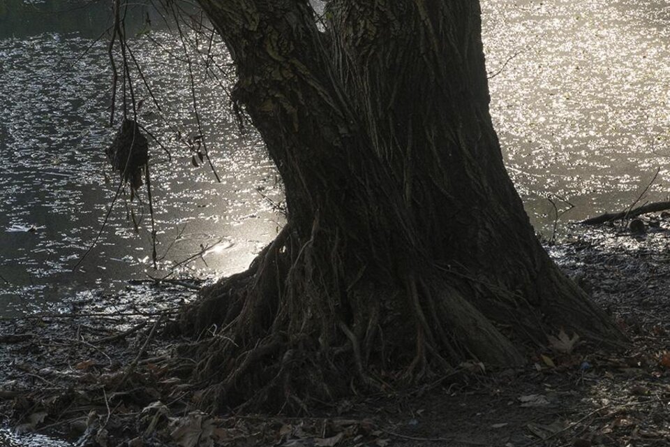 Ein alter Baum steht am Ufer eines ruhigen Gewässers. Das Licht reflektiert sich sanft auf der Wasseroberfläche. | © KI Kürbis Wies