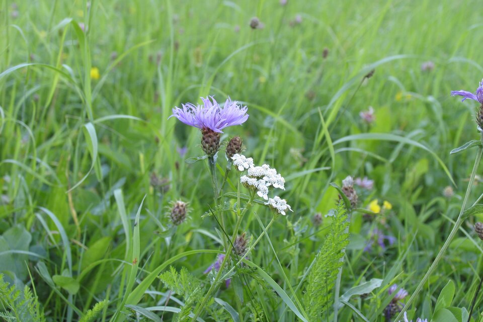 Eine blühende Wiese mit bunten Blumen, darunter lila und weiße Blüten. Das Gras ist grün und üppig, was eine natürliche und friedliche Atmosphäre schafft. | © Tourismusverband Oststeiermark
