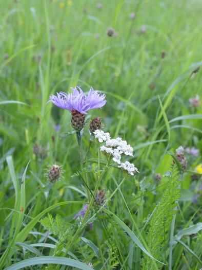 Eine blühende Wiese mit bunten Blumen, darunter lila und weiße Blüten. Das Gras ist grün und üppig, was eine natürliche und friedliche Atmosphäre schafft. | © Tourismusverband Oststeiermark