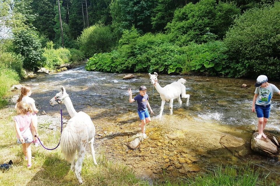 Lamas lieben Wasser | © Carolina Gigleitner