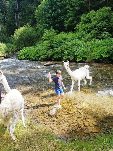 Lamas lieben Wasser | © Carolina Gigleitner