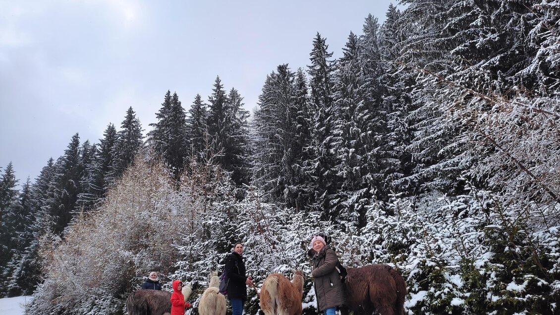 Eine Gruppe von Menschen führt Ponys durch eine verschneite Landschaft. Hohe Tannenbäume umgeben die Szene. | © LamaTouren-Orso-Gigleitner