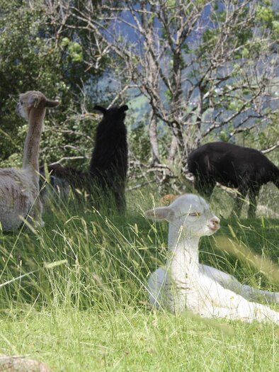 Lama und Alpaka am Klausnerhof | © Klausnerhof