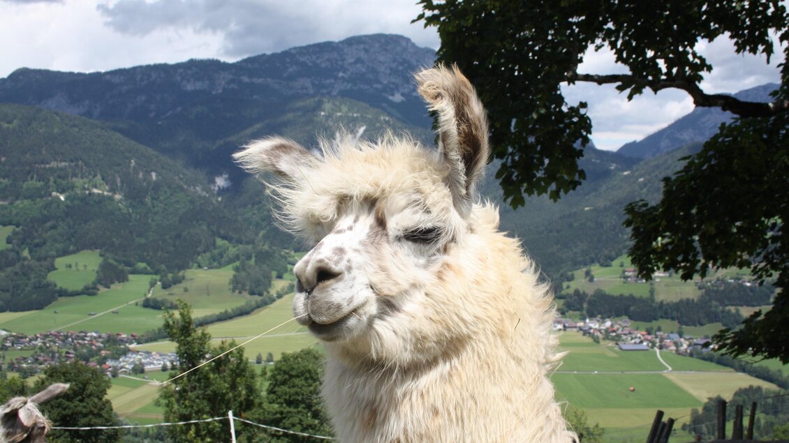 Lama am Klausnerhof mit Blick ins Ennstal | © Klausnerhof