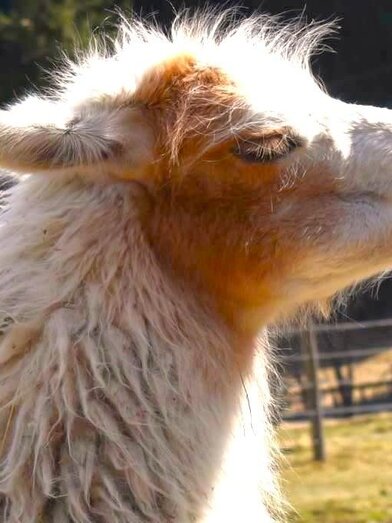 Lama Amigo | © Carolina Gigleitner | © Carolina Gigleitner