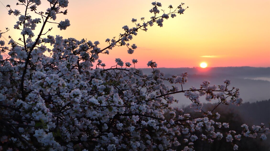 Apfelblüte | © Gabriele Grandl