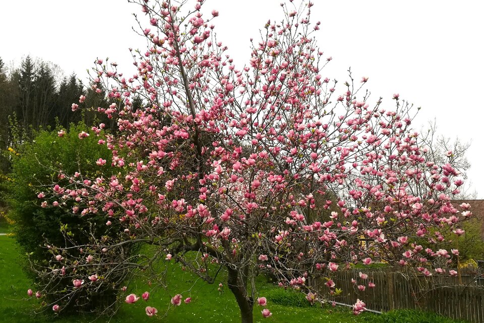 Ein blühender Magnolienbaum mit rosa Blüten. Der Baum steht auf einer grünen Wiese vor einem bewaldeten Hintergrund. | © TV Südsteiermark - Irene Löschnig