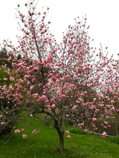 A blooming magnolia tree with pink flowers. The tree stands on a green meadow in front of a wooded background. | © TV Südsteiermark - Irene Löschnig