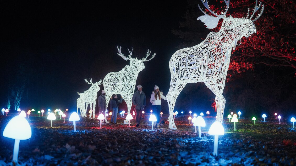 Drei warmleuchtende Elche, welche hintereinander stehen auf einer Wiese mit Lichtpilzen | © Region Graz - studio draussen