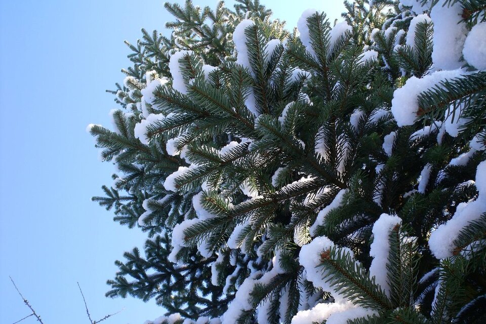 Eine Fichte mit schneebedeckten Ästen vor einem klaren blauen Himmel. Die winterliche Landschaft strahlt Ruhe und Kälte aus. | © © Pixabay