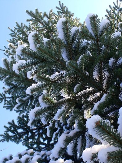 A spruce tree with snow-covered branches against a clear blue sky. The winter landscape radiates calmness and cold. | © © Pixabay