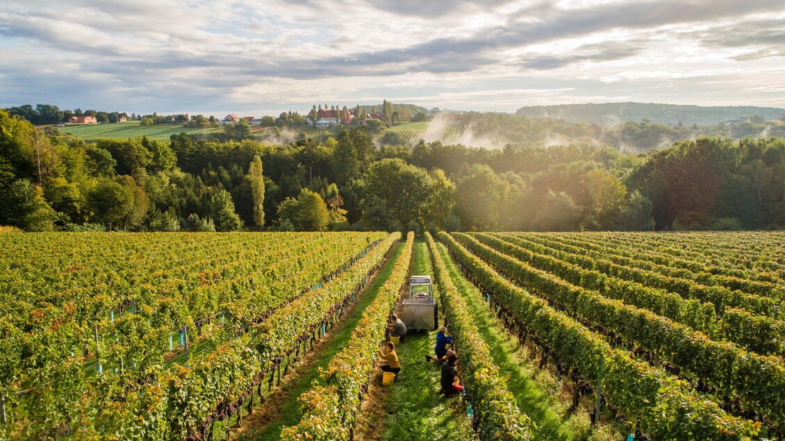 Ein malerisches Weinberg mit Reihen von Traubenreben und arbeitenden Erntehelfern. Im Hintergrund sind sanfte Hügel und ein bewölkter Himmel zu sehen.