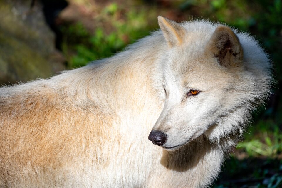 Polarwolf_Tierwelt Herberstein_Oststeiermark | © Tierwelt Herberstein