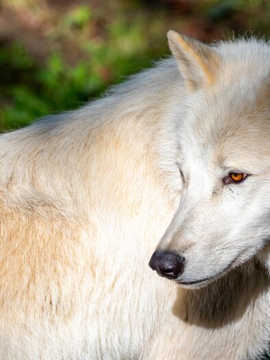 arctic wolf_Herberstein Animal World_Eastern Styria | © Tierwelt Herberstein