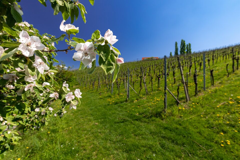 Ein blühender Obstbaum steht im Vordergrund, während im Hintergrund Weinreben an einem sanften Hang wachsen. Der Himmel ist klar und blau, was eine idyllische Landschaft schafft. | © TV Südsteiermark/Harry Schiffer