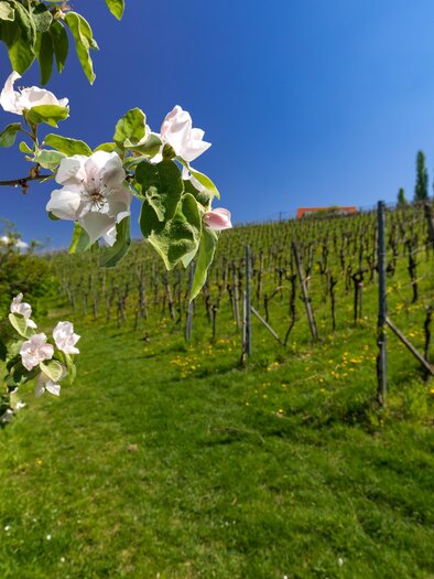 A blooming fruit tree stands in the foreground, while in the background, vines grow on a gentle slope. The sky is clear and blue, creating an idyllic landscape. | © TV Südsteiermark/Harry Schiffer