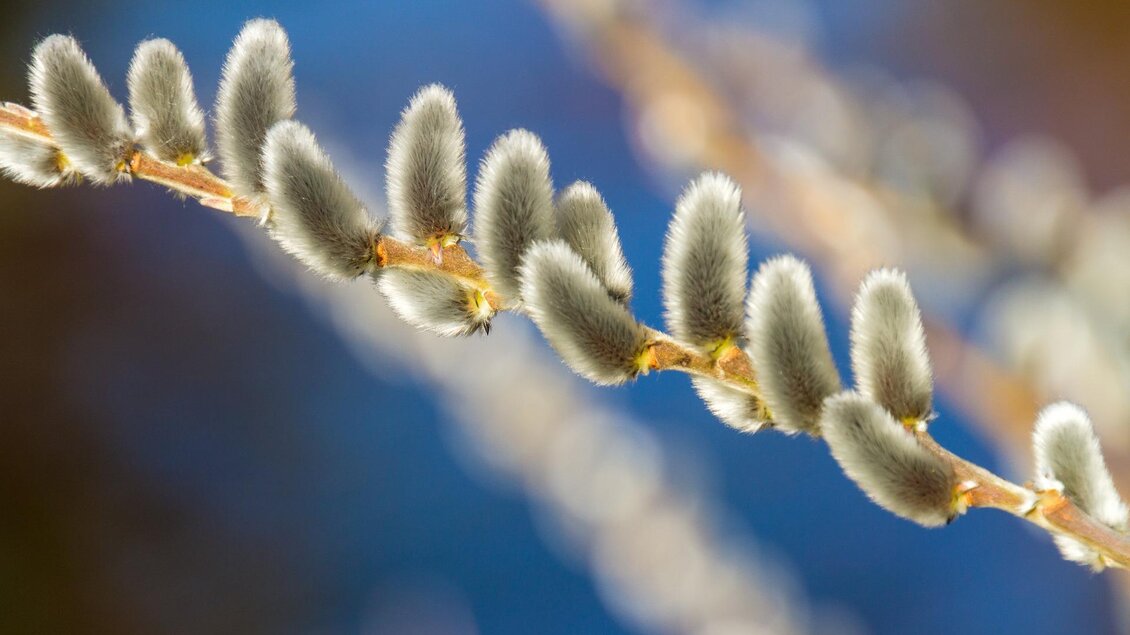 Ein Ast mit weichen, pelzigen Knospen vor einem verschwommenen Hintergrund. Das Bild zeigt die zarte Schönheit der Natur im Frühling. | © Pixabay