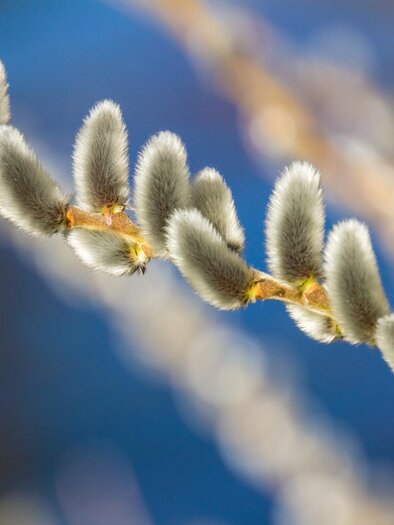 A branch with soft, fuzzy buds against a blurred background. The image showcases the delicate beauty of nature in spring. | © Pixabay