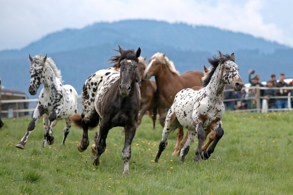 Pferde bei der Sommerfrische auf der Sommeralm | © Heinz Toperczer