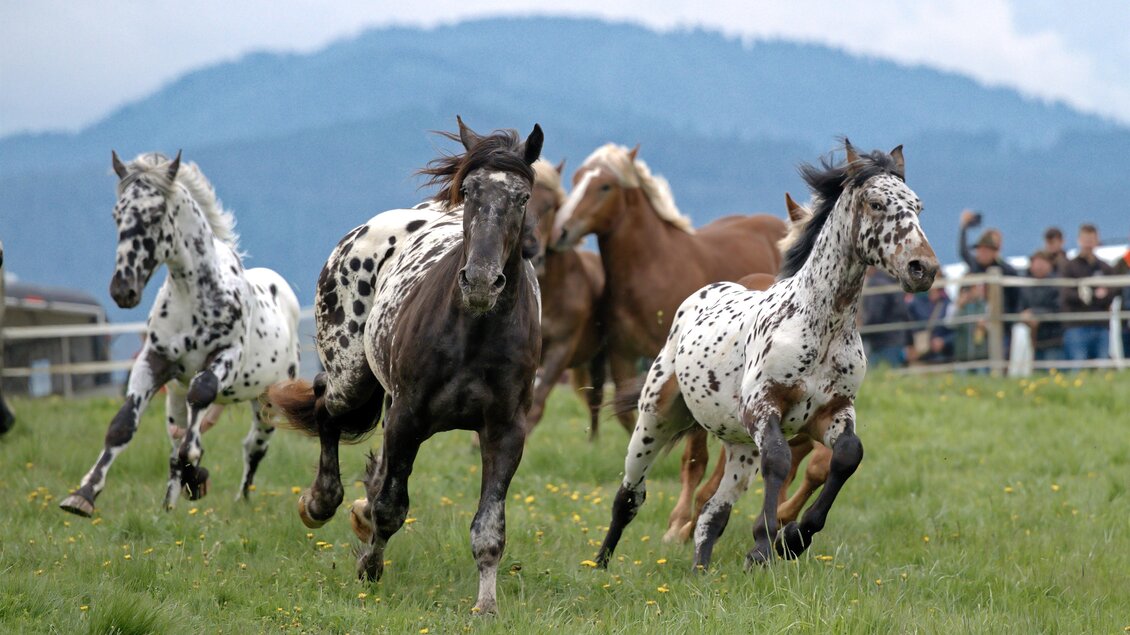 Pferde bei der Sommerfrische auf der Sommeralm | © Heinz Toperczer