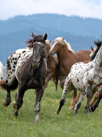 Horses at summer vacation on the Sommeralm | © Heinz Toperczer