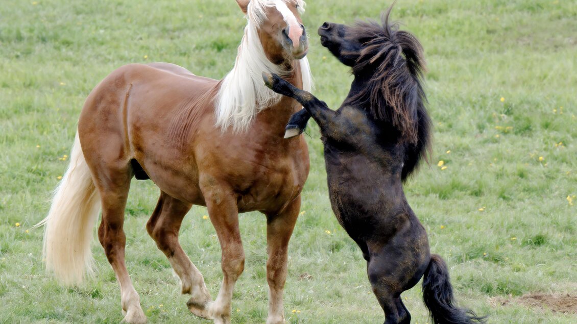 Pferd und Pony auf der Weide auf der Sommeralm | © Heinz Toperczer