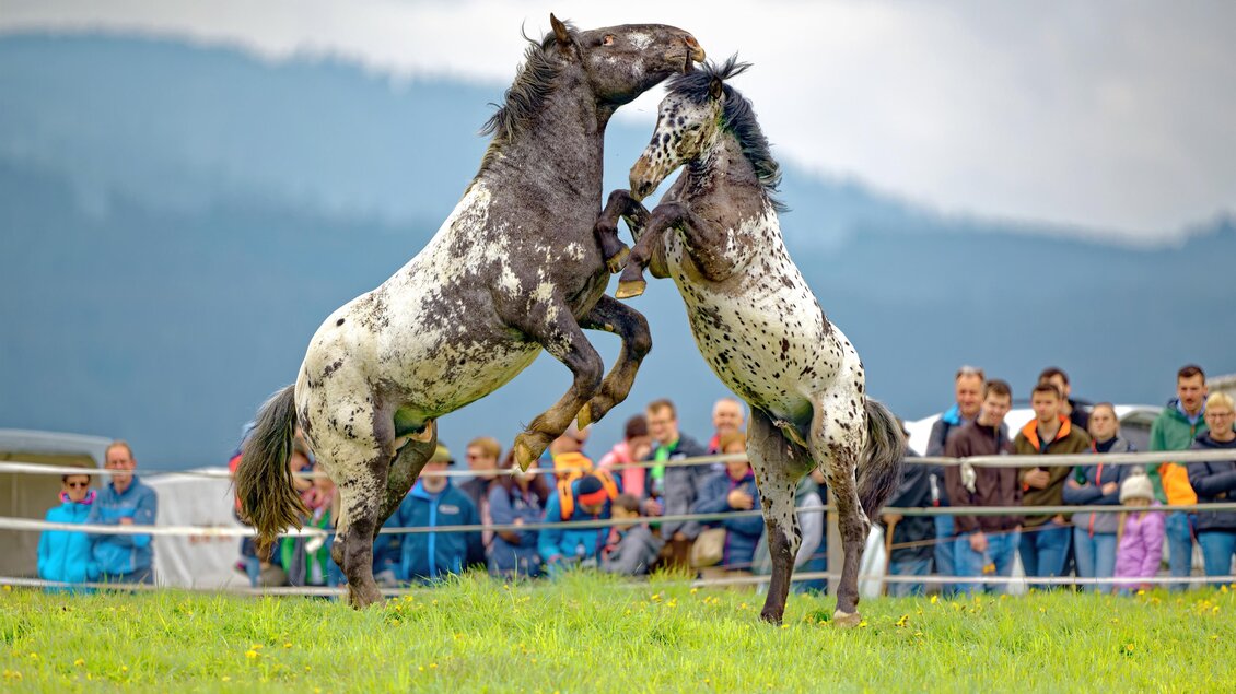 Zuschauer beobachten die majestätischen Pferde auf der Sommeralm | © Heinz Toperczer