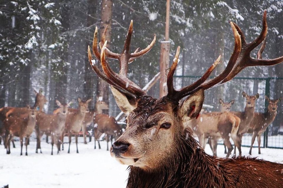 Rotwildfütterung | © Rotwild Huber