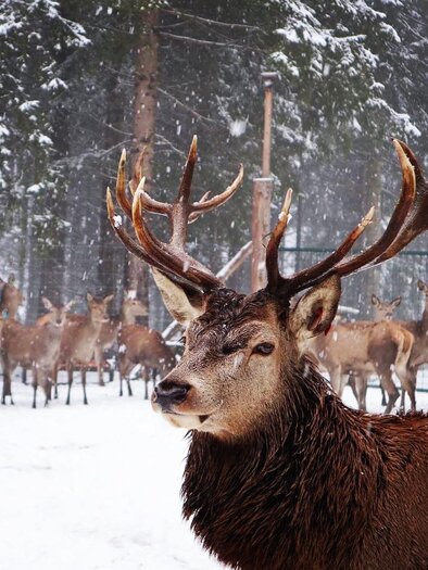 Rotwildfütterung | © Rotwild Huber