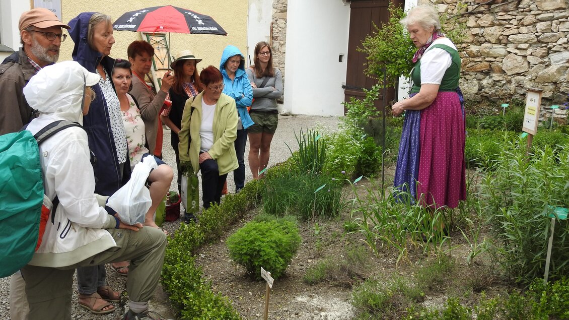 Eine Gruppe von Menschen schaut einer älteren Dame zu, die in einem Kräutergarten etwas erklärt. Sie stehen um die Pflanzen herum, während es leicht regnet. | © Naturpark Sölktäler