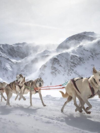 Sled dog racing at Kulm | © Erwin Heckl
