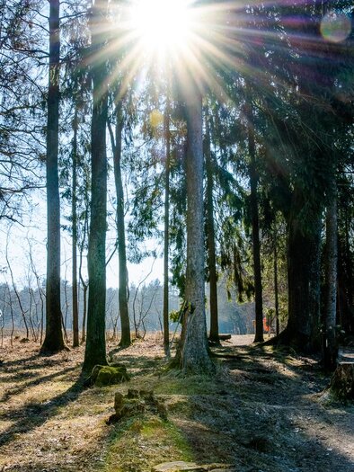 A man stretches in the forest under bright sunlight. The surroundings are green and peaceful, ideal for sporting activities. | © TV Region Graz-Mias Photoart