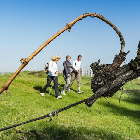 Frühlingserwachen am Traminerweg und am Tauweg der Riede | © Thermen- & Vulkanland |  pixelmaker.at | © TV Thermen- & Vulkanland, pixelmake.at