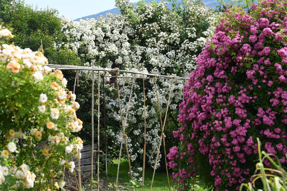 Rosenpracht | © Helmut Pirc