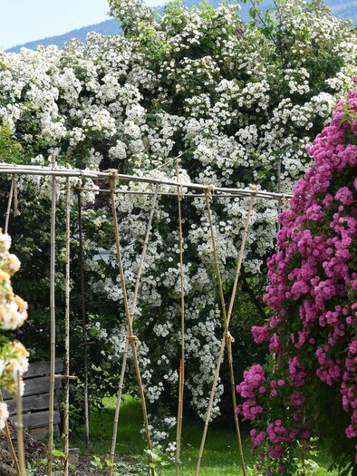 Rosenpracht | © Helmut Pirc