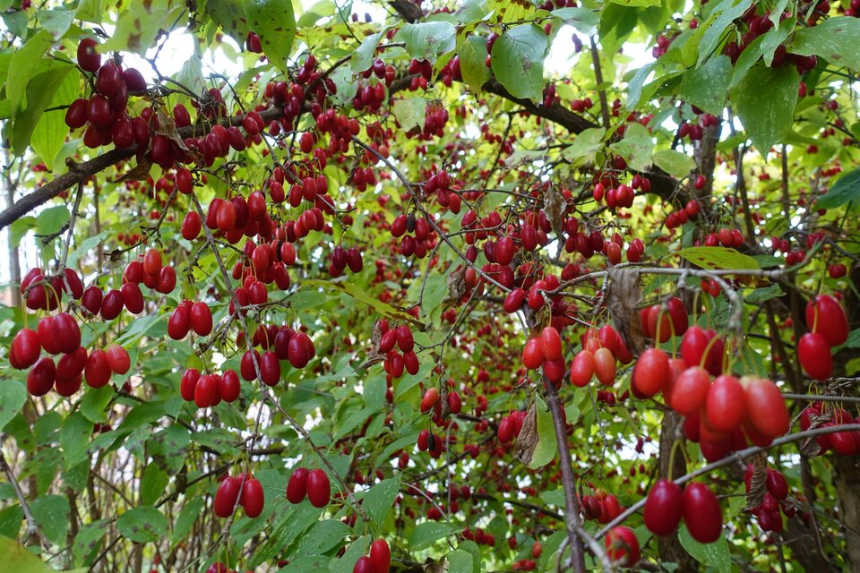 Wildobst | © Helmut Pirc