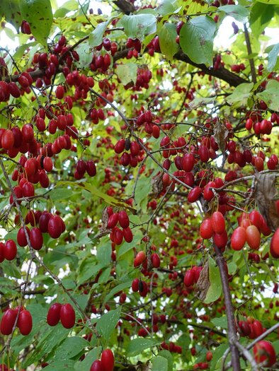 Wildobst | © Helmut Pirc