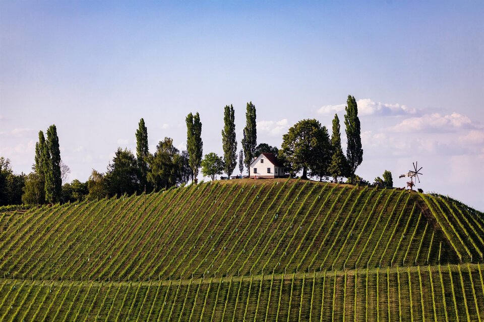 Eine sanfte Hügelandschaft mit Weinreben erstreckt sich bis zum Horizont. Auf dem Hügel steht ein charmantes Haus, umgeben von hohen Bäumen. | © TV Südsteiermark