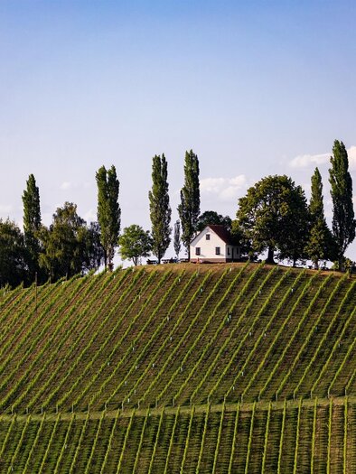 A gentle hilly landscape with vineyards stretches to the horizon. On the hill stands a charming house, surrounded by tall trees. | © TV Südsteiermark
