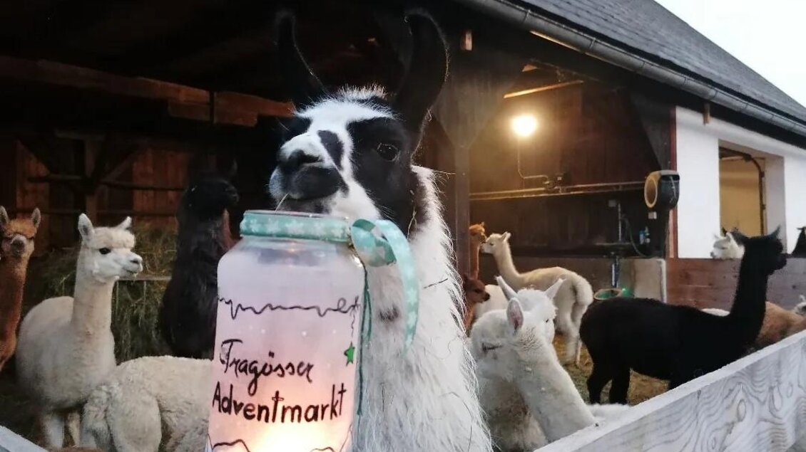 Eine Gruppe von Lamas steht in einem Stall. Ein Lama hält eine laternenähnliche Dekoration mit der Aufschrift "Adventmarkt" in den Vordergrund. | © alpakas und Lamas zum Grünen See