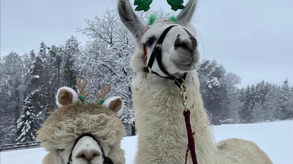 Zwei Alpakas stehen im Schnee und tragen festliche Kopfbedeckungen. Die winterliche Landschaft ist mit schneebedeckten Bäumen umgeben. | © Alpakas und Lamas zum Grünen See