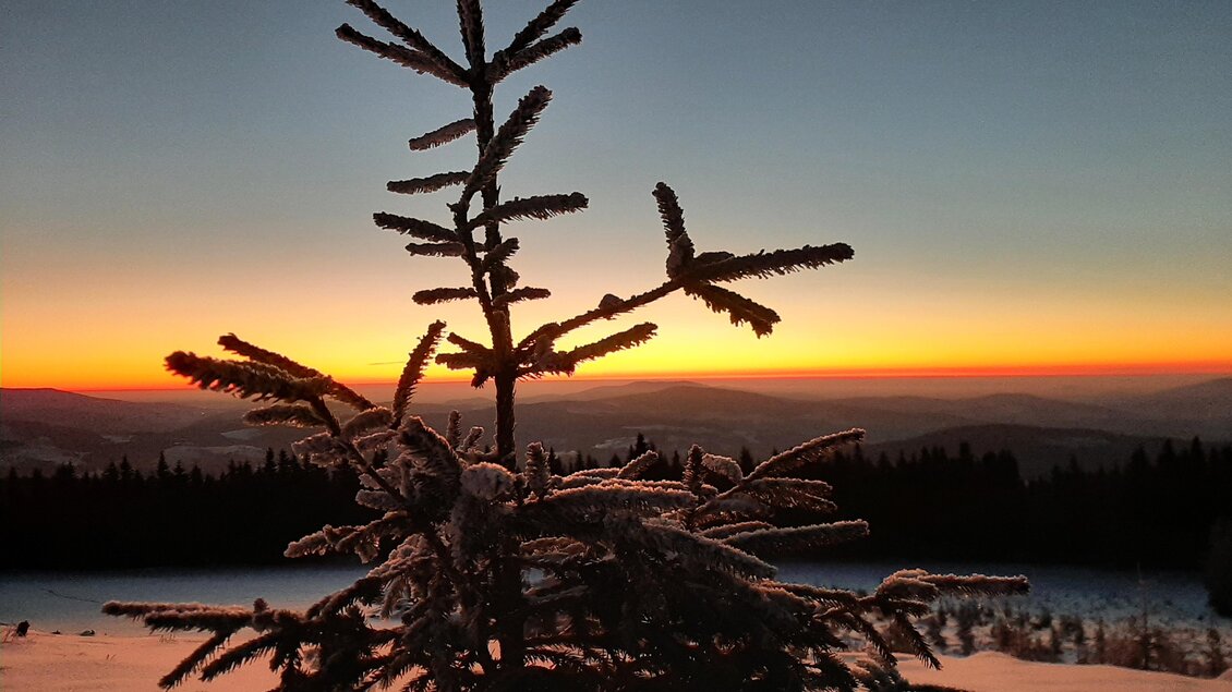 zu sehen ist ein Baumwipfel in der Winterlandschaft. | © Tourismus Fischbach