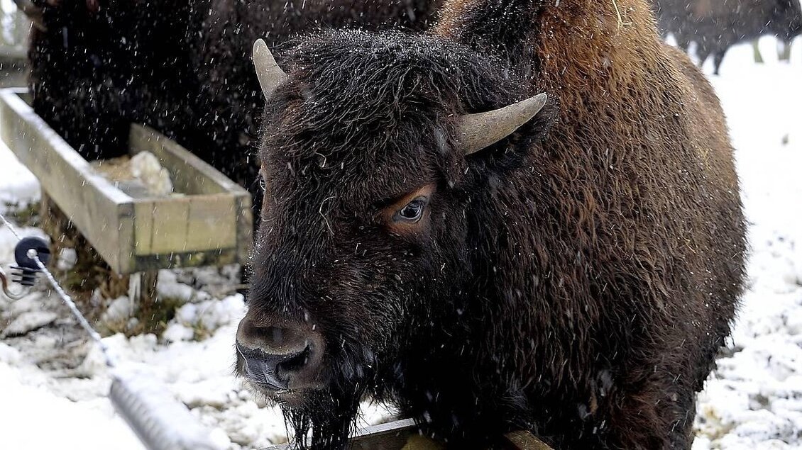 Ein Bison steht im Schnee. Im Hintergrund sind weitere Tiere zu sehen. | © Tierwelt Herberstein