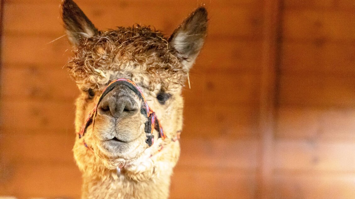 Ein Alpaka mit einer lustigen Frisur schaut in die Kamera. Im Hintergrund ist eine Holzwand zu sehen.